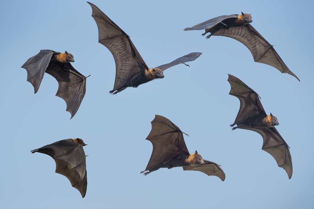Como as telhas de vidro espantam infestações de morcegos
