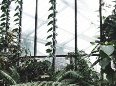 Telhas de vidro para jardim de inverno? Veja dicas e faça a melhor escolha