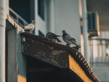 Como limpar ninhos de pássaros no seu telhado?