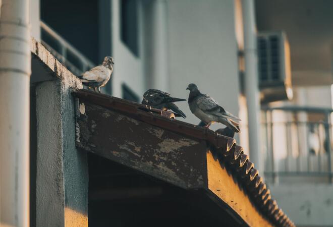 Como limpar ninhos de pássaros no seu telhado?
    